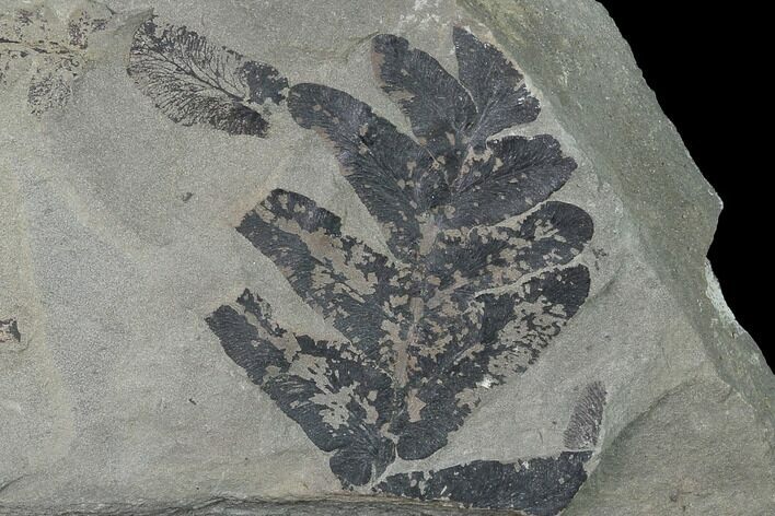 Fossil Fern (Neuropteris & Macroneuropteris) Plate - Kentucky #142406